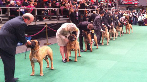 Bullmastiffs 2011