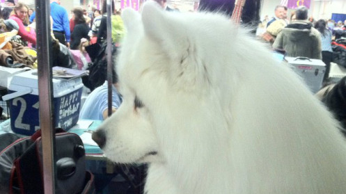 Samoyed 2011